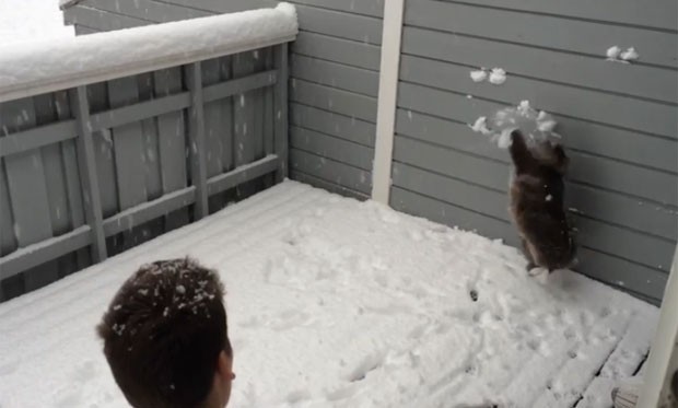 Em uma das cenas, gata  tenta agarrar bolas de neve lançadas por dono (Foto: Reprodução/YouTube/Alexander Fredriksen)