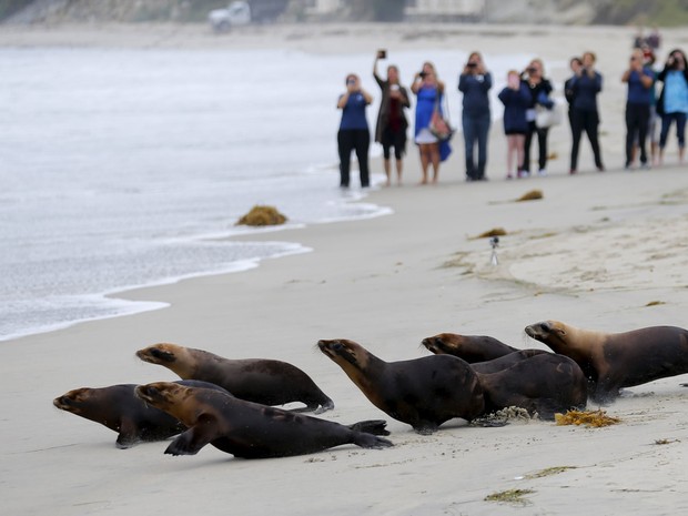 Quatorze leões-marinhos que foram resgatados pelo Mammal Center Pacific Marine são liberados no oceano em Laguna Beach, na Califórnia. Os animais foram vítimas de um ataque de cloro em abril, em caso ainda sob investigação (Foto:  Mike Blake/Reuters)