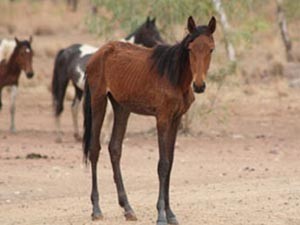 Cavalos sofrem de sede e fome no deserto australiano (Foto: Central Land Council/AFP)