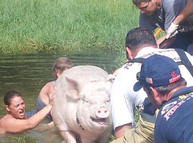 Porca de mais de 400 quilos foi resgatada após cair em rio. (Foto: Divulgação/Pembroke Pines Fire Rescue)