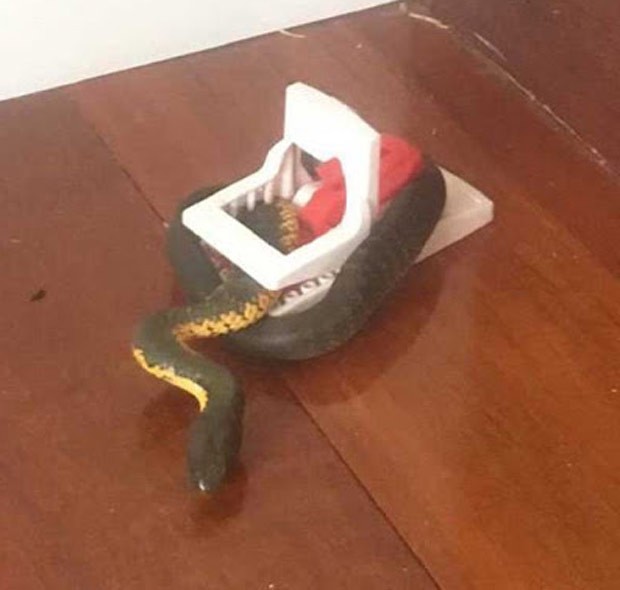 Aistraliano ficou surpreso ao encontrar cobra venenosa em ratoeira (Foto: Reprodução/Facebook/Anthony Parker)
