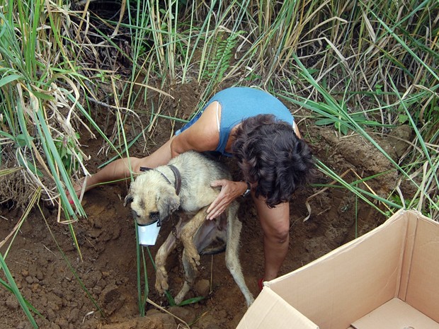 G1 - Cachorro é resgatado após quase ser enterrado vivo pelo próprio