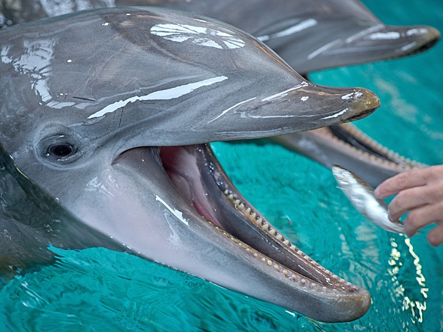 Natureza - Golfinhos são vistos comendo peixe em zoológico da Alemanha