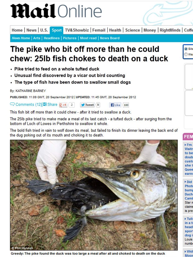 Peixe morreu após tentar engolir um pato inteiro em lago no Reino Unido. (Foto: Reprodução/Daily Mail)