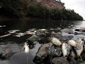 Rio Piracicaba volta a registrar mortandade de peixes no trecho urbano de Piracicaba (Foto: Mateus Medeiros/Arquivo pessoal)
