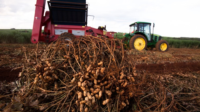 Colheita de amendoim em fazenda na regio (Foto: Silva Junior/Ed. Globo)