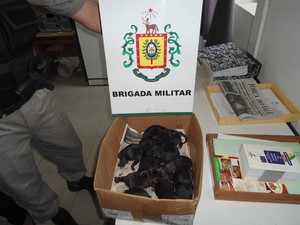 Cachorra e filhotes foram encaminados para uma instituição de cuidados com animais (Foto: Divulgação/ Brigada Militar)