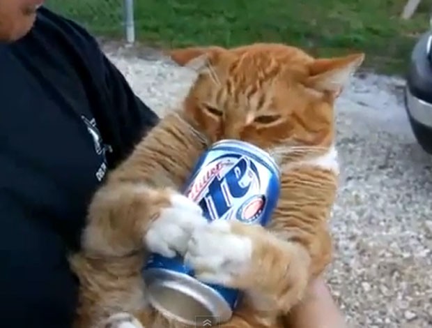 Vídeo publicado no YouTube mostra gato 'bebendo' cerveja. (Foto: Reprodução)