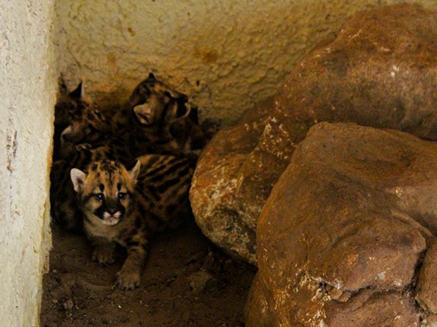 Filhotes de onça-suçuarana nasceram no Parque Zoobotânico (Foto: Gustavo Almeida/G1)