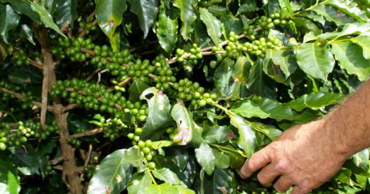 Resultado de imagem para Curso de Formação de Lavoura de Café