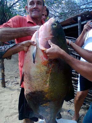 Tambaqui pescado no Açude Boqueirão, em Parelhas (Foto: Marcos Silva/Cedida)