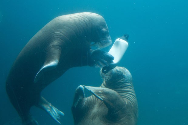 Duas morsas foram fotografadas na quinta-feira (26) brincando com uma boia de plástico no zoológico Tierpark Hagenbeck, em Hamburgo, na Alemanha (Foto: Christian Charisius/DPA/AFP)