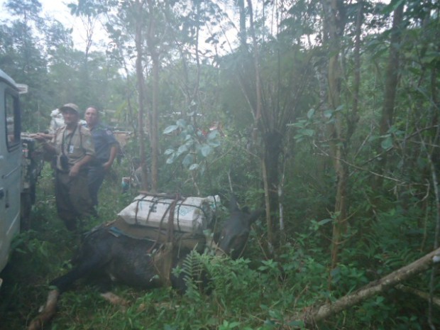 G Pol Cia Apreende Tonelada De Palmito Em S O Miguel Arcanjo Sp