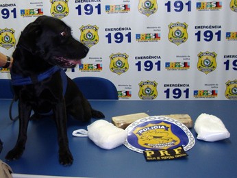 Cão farejador da PRF e a droga encontrada dentro do ônibus. (Foto: Divulgação / PRF)