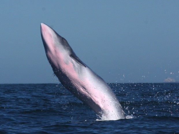 Filhote de baleia nascido no início de 2014, na costa do Rio (Foto: José Laílson/ Divulgação)