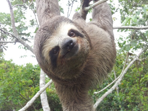 Bicho preguiça em Caraguatatuba (Fot Carlos Pereira)