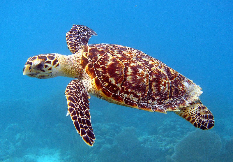 Tartarugas marinhas podem sair do risco de extinção, diz instituto -  Revista Galileu | Ciência