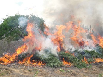 Maconha apreendida pela operação Resgate I foi incinerada (Foto: Divulgação/Polícia Federal)