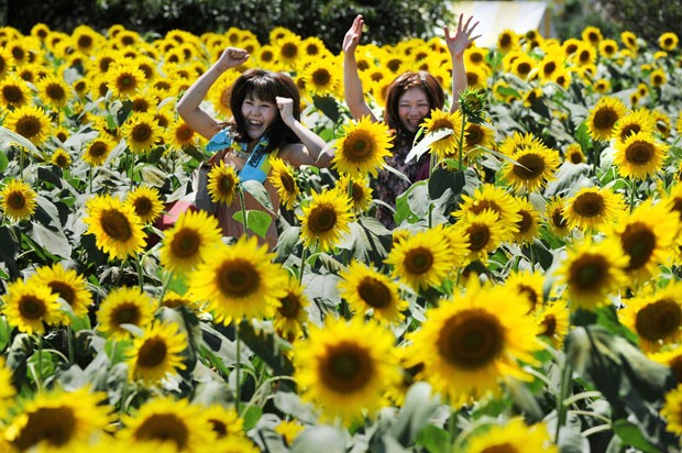 Turistas aproveitam um campo de girassóis para passear e tirar fotos na cidade japonesa. (Foto: Toru Yamanaka/AFP)