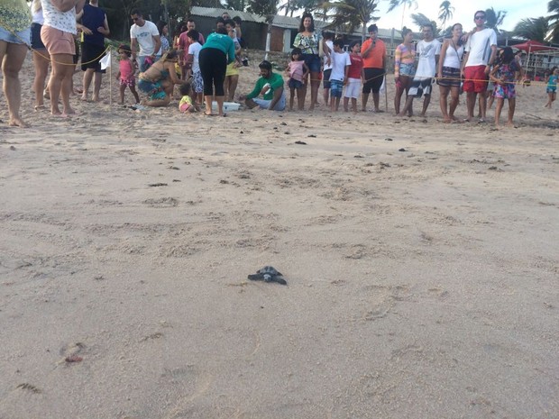 Tartaruguinhas foram colocadas na areia e logo correram para o mar (Foto: Carolina Sanches/G1)