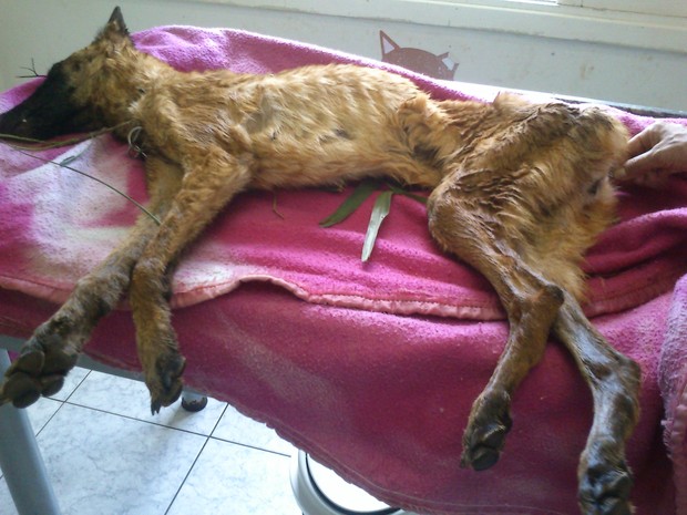 Cadela foi foi socorrida pelo Departamento de Defesa e Controle Animal (Foto: ONG Cão Ajuda/Divulgação)