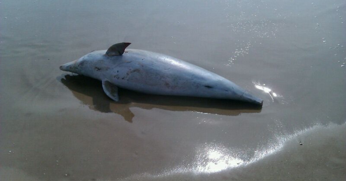 Golfinho é encontrado morto e sem cauda em praia do Litoral Norte ... - Globo.com