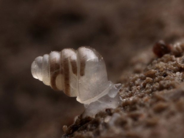 Encontrado em cavernas a 900 metros do solo, na Croácia, esse caracol (Zospeum tholussum) não tem pigmento em sua concha e nem olhos. Ele rasteja alguns milímetros por semana (Foto: BBC/Reprodução)