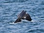 Orca exibe mordida na cauda que pode ter sido causada por tubarão Orca exibe mordida na cauda que pode ter sido causada por tubarão