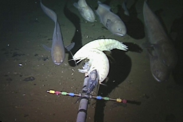 Diversos crustáceos gigantes foram captados pela câmera (Foto: BBC)