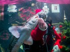 'Papai Noel' alimenta peixes na boca em aquário na Alemanha