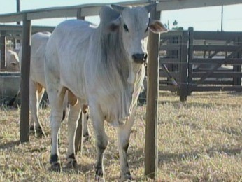 Aumenta número de vendas de gado da raça nelore em Vilhena. (Foto: Reprodução/TV Rondônia)