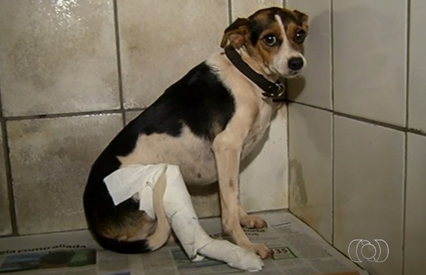 Cachorra está com a pata quebrada após agressão em Rio Verde, Goiás (Foto: Reprodução/ TV Anhanguera)