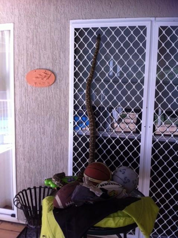 Família flagrou píton escalando a porta de vidro de sua casa em Jindalee (Foto: Reprodução/Facebook/Snake Catchers Brisbane, Ipswich, Gold Coast & Toowoomba) Família flagrou píton escalando a porta de vidro de sua casa em Jindalee (Foto: Reprodução/Facebook/Snake Catchers Brisbane, Ipswich, Gold Coast & Toowoomba)