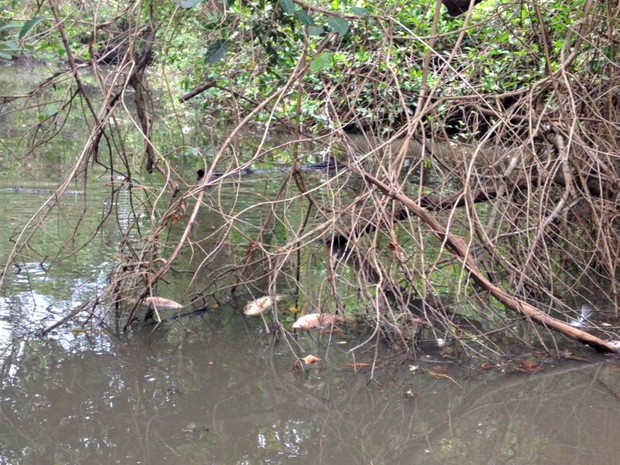 Peixes foram encontrados mortos no Rio Pari (Foto: Solange Cristina Rodrigues/ Arquivo pessoal) Peixes foram encontrados mortos no Rio Pari (Foto: Solange Cristina Rodrigues/ Arquivo pessoal)