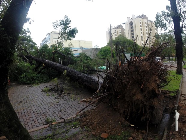 Árvores foram derrubadas em Porto Alegre com o forte temporal (Foto:  Ivo Gonçalves/PMPA)