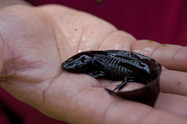 Exemplar de aloxote é visto na mão de pesquisador. Espécie de salamandra corre o risco de desaparecer na natureza (Foto: Dario Lopez-Mills/AP)