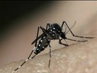 Número de casos de zika em 2016 pode chegar a 4 milhões, estima OMS