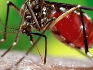 Brasil enfrenta tríplice epidemia do zika vírus, dengue e febre chikungunya. Em comum entre as doenças, o vetor de transmissão, o mosquito Aedes aegypti. (Foto: James Gathany/CDC)