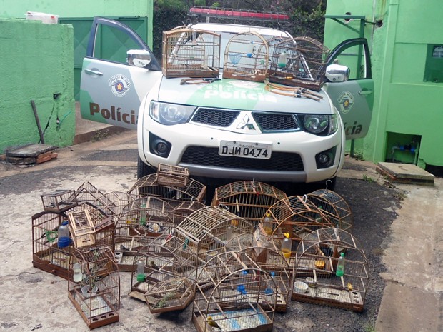 Aves encontradas em Rio Claro foram levadas para centro em Piracicaba (Fot Polícia Ambiental/Divulgação)