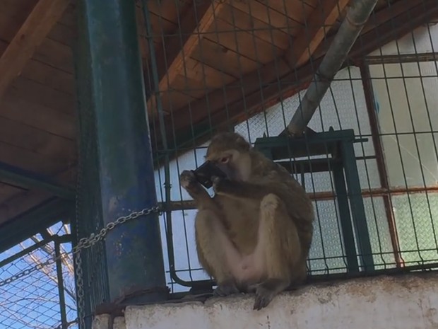 Macaco 'roubou' celular de visitante e mexeu no aparelho em zoo romeno (Foto: Reprodução/YouTube/Daniel Thomas Dobircianu)