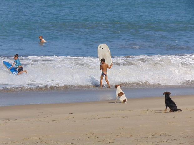 Cão observa o mar em praia do litoral de SP (Foto: Leonardo Nogueira / Arquivo Pessoal)