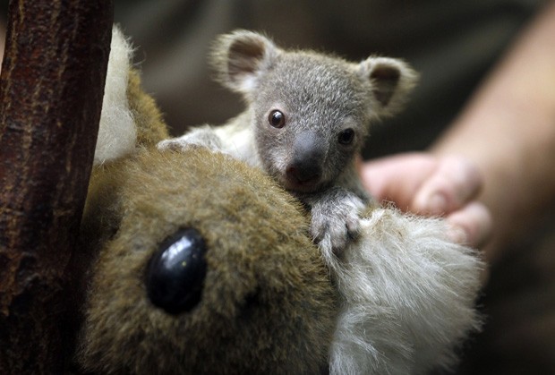 Filhote foi fotografado junto a coala de pelúcia durante procedimento de pesagem em zoológico alemão (Foto: Ina Fassbender/Reuters)