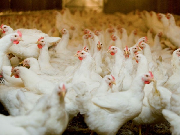 Segundo o Sindiavipar, foram abatidas 1,7 milhão de aves a mais que em maio de 2012 (Foto: Sindiavipar/Divulgação)