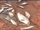 Centenas de peixes morrem no Rio São Marcos, na divisa entre GO e MG