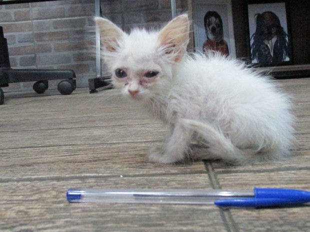 Gato com nanismo é do tamanho de uma caneta esferográfica (Foto: Juliana Barros/G1)