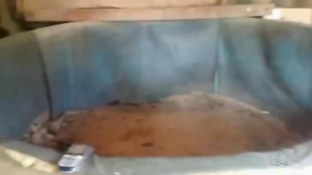 Ação localiza chácara usada para sediar rinhas de galos, em Goiás; vídeo (Foto: Reprodução/TV Anhanguera)
