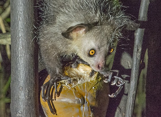 O quarto dedo do aye-aye é mais longo do que os outros e o primata utiliza-o para fisgar larvas que estão no interior dos galhos (Foto: © Haroldo Castro/ÉPOCA)