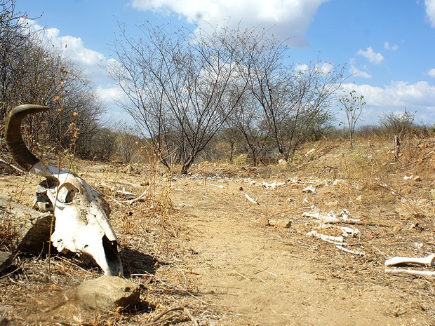 Seca que assola o interior do Rio Grande do Norte vem causando a morte de muitos animais e prejuízos para economia do estado  (Foto: Anderson Barbosa/G1)