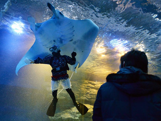 Mergulhador durante a limpeza dos vidros do aquário Epson Shinagawa Aqua Stadium, em Tóquio (Foto: Toshifumi Kitamura/AFP)