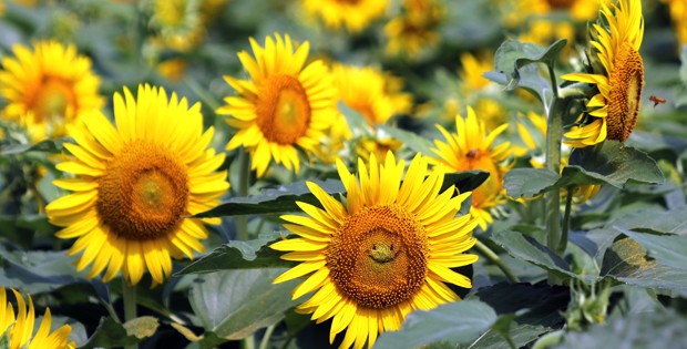 Jardim tem girassóis 'sorridentes' no Japão (Foto: Yoshikazu Tsuno/AFP/Getty Images) Jardim tem girassóis 'sorridentes' no Japão (Foto: Yoshikazu Tsuno/AFP/Getty Images)